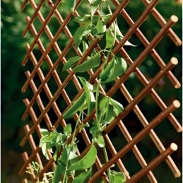 CELOSIA EXTENSIBLE DE...